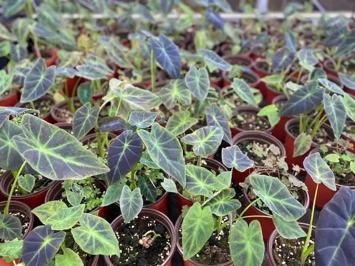 槟榔芋|据说“芋头”成了网红单品,一片破叶子居然要卖1000块