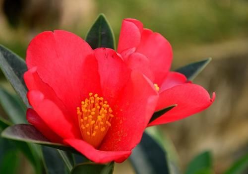 花期最长的茶花，四季茶花怎么养护知道吗？注意几点四季都能开花