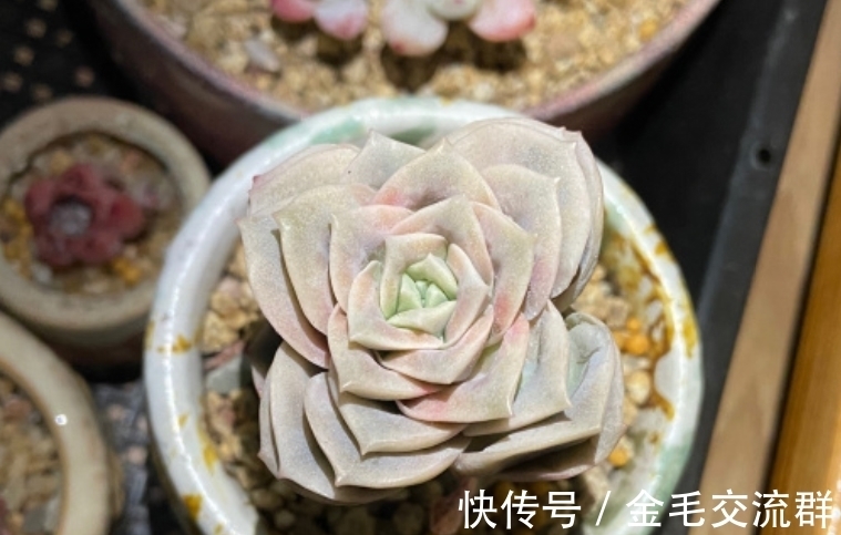 叠叶多肉非常有特色,是否想买一棵?建议你先了解它的来历再入手