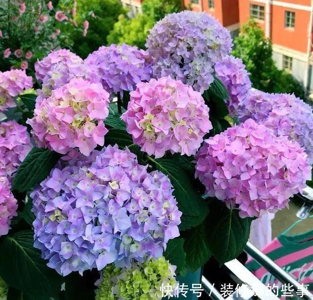 喜欢喝水的3种花,香气足花球大,一天不浇水,个个蔫哒哒