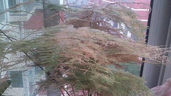 文竹“黄叶”不好养注意这几点,养成“盆景”很简单