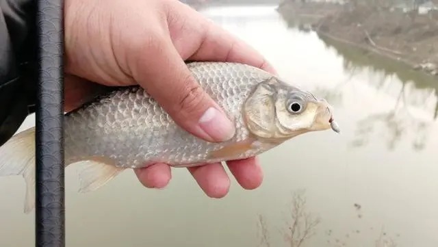 天总|冬钓鲫鱼把握方法和时机,这4点就足够你狂拉大鱼,一定要记牢!