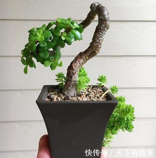 花友|夏天养金枝玉叶,掌握3个要点,不黄叶不烂根,造型别致又美观