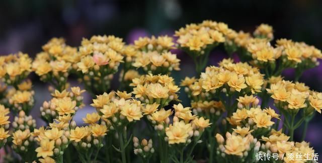 枝条|6种花不能长太高,长高就得剪,因为越矮开花越多,越矮越漂亮