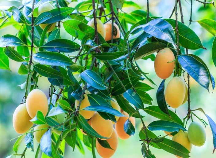 芒果肉质细腻，气味香甜，重视秋肥的施用，种出优质美味的芒果来