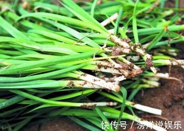 盆栽韭菜怎么养土里加点“料”,叶子宽又绿,采收一茬又一茬