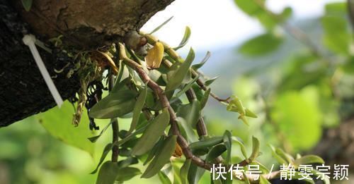 莴苣|它被称为天然的“胰岛素”,每天坚持吃,让你血糖稳定更健康