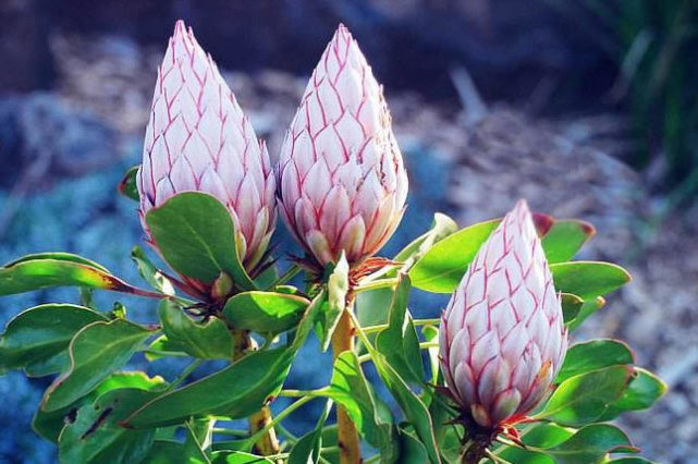 居家就养此款花卉,不闻不问,养家里,财运越来越好