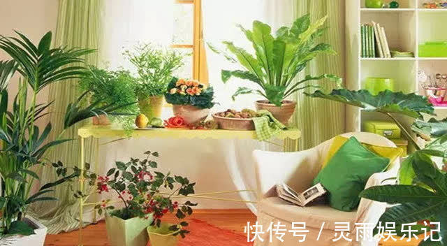 仙人掌|5种植物养在家中，不仅净化空气还能促进睡眠呢