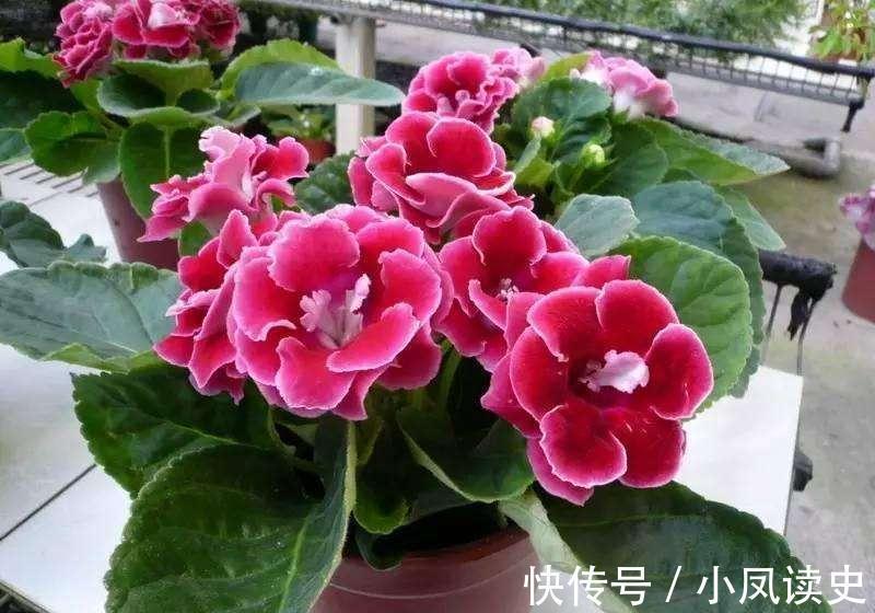 6种“富贵花”天生怕晒，客厅没光照，照样开满花，吉利旺家