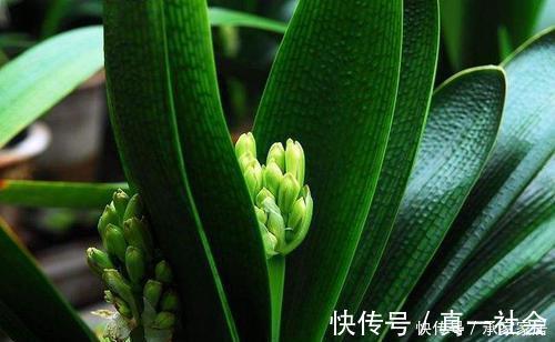 养君子兰不会浇水主要看叶子,水多水少有信号,养护也方便