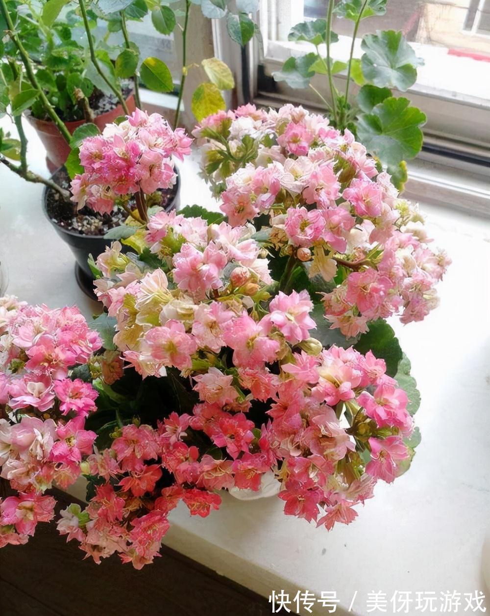 人养花,花亦养人!这八种“能养人”的健康花,建议至少养一种