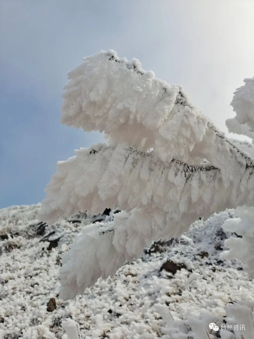 美景|天台大雷山雾凇美景玉树琼枝晶莹剔透令人神往！