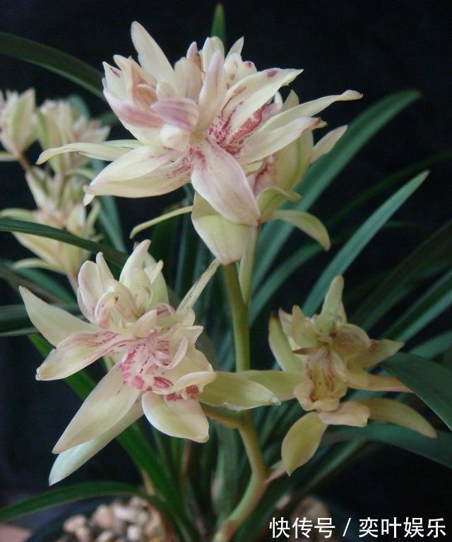 兰花空根烂根,教你3方法来救治,大白根呼呼冒,新芽猛窜花爆盆