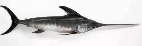 种鱼|宝宝吃鱼更聪明这7种鱼，一口都不能给宝宝吃