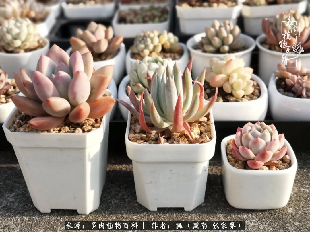 干货新手在多肉的选购、配土、上盆、养护环节走过的误区!