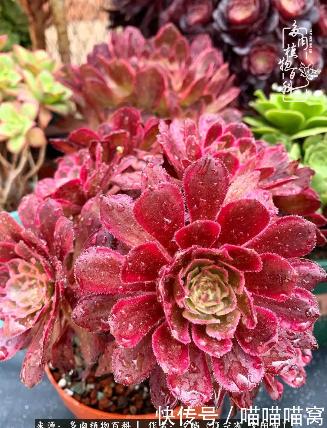 美杜莎|偶然相遇多肉,却成为心中挚爱!