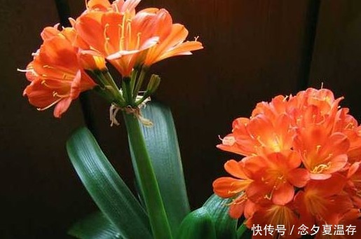 老婆不小心将“它”扔进花盆里,干瘪的君子兰,开花爆盆了!