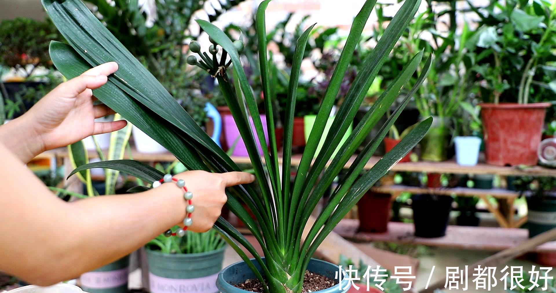 秋天养君子兰，“死记硬背”四大原则，冬天大爆花，花箭拔得多