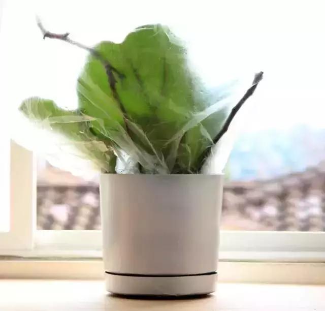 花再好看也别花钱买,浪费!只要随便捡几片叶子,落地就疯长