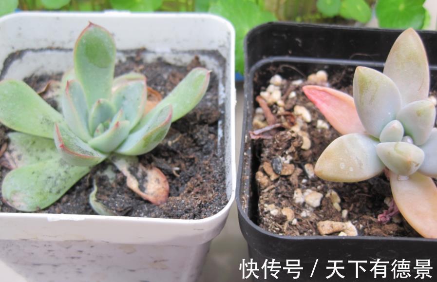 盆栽|夏季盆栽多肉,叶子干瘪褶皱?内行人才知道原因不止是缺水
