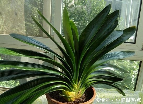 在花盆里撒点它,盆栽植物花卉蔬菜,20年都健壮不生病!