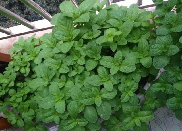 风雨兰|7种花夏天爱淋雨,越淋长得越欢,多淋几次,肥料都省了