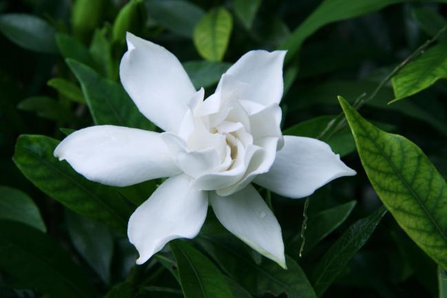 川芎|万病多因郁而生,气郁、血郁、食郁、湿郁,一个5味药方解6郁!