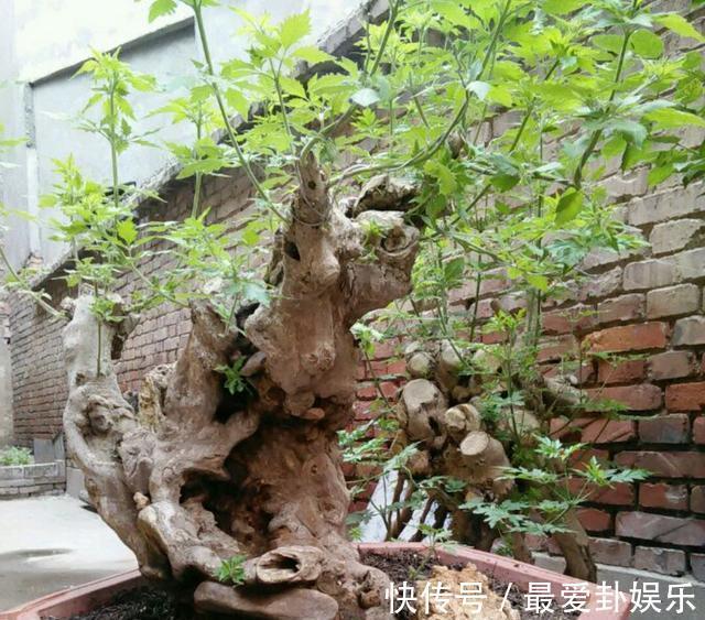 木疙瘩|从农村挖个“木疙瘩”做盆景,邻居取笑捡破烂,发芽后却重金求买