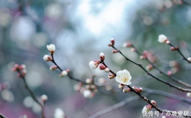 清园|花园清园需“谨慎”，4种花清园后不开花，很多人不当一回事