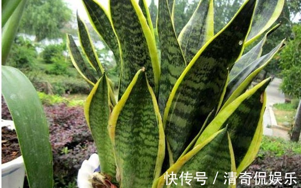 新手虎皮兰开花见过吗照着几点养护，虎皮兰开花爆盆不是难题