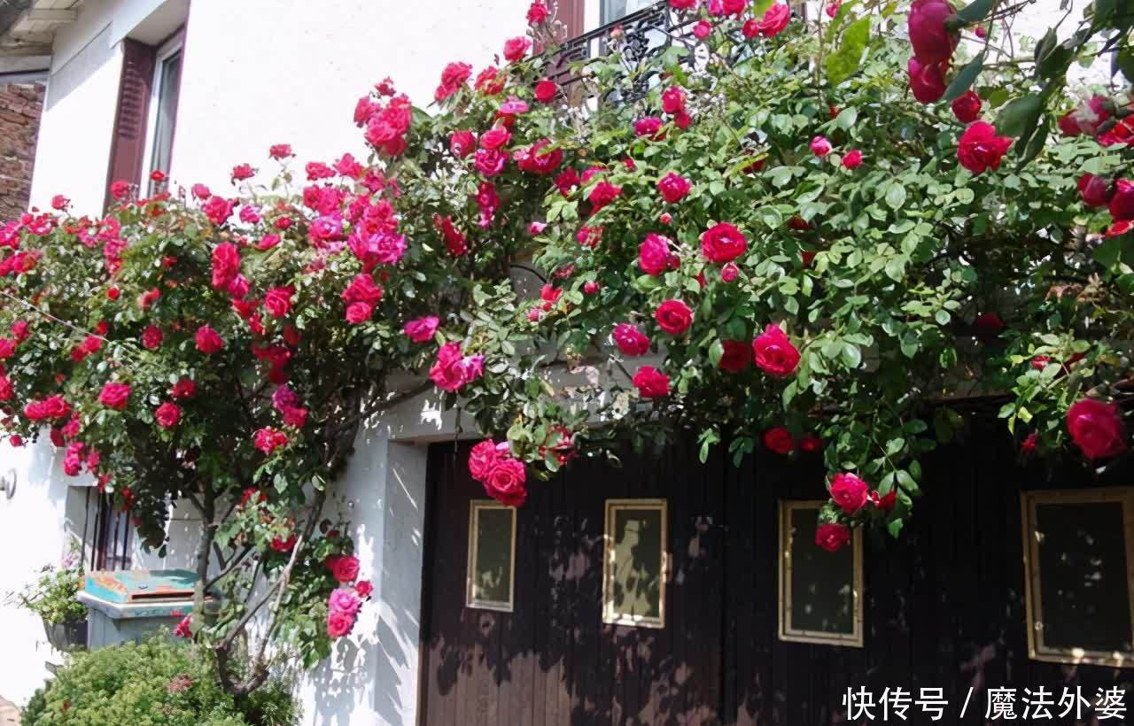 院子别空着,10种藤本月季,总有一种值得你喜欢