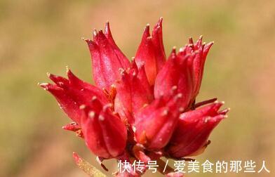 性喜阳光|寓意吉祥美满的三种“幸福草”，家中一定要有，高端好看净化空气