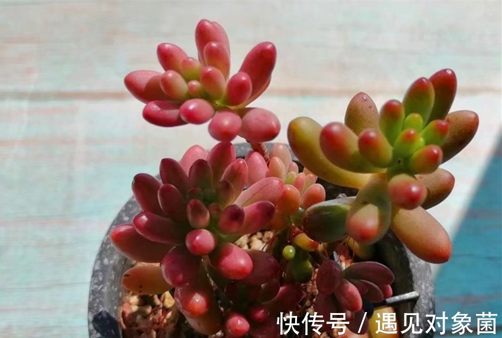 肉友们|为什么养出来的多肉是猪肝色，有什么办法改善吗？办法还是有的
