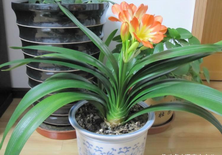 养分|君子兰有“三怕”,入冬养护需避开,猛催新芽,绽放层叠群兰