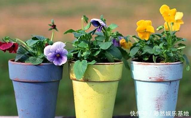 有机肥|“它”是天然“有机土”,直接种花不用发酵,生长茂盛,开花爆盆