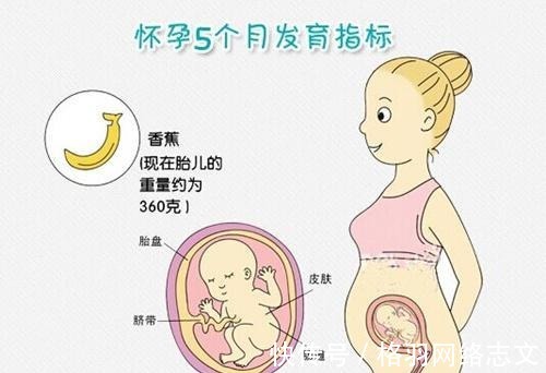 准妈妈|了解胎儿大脑发育的三个关键阶段,可助孕妈生个聪明宝宝!