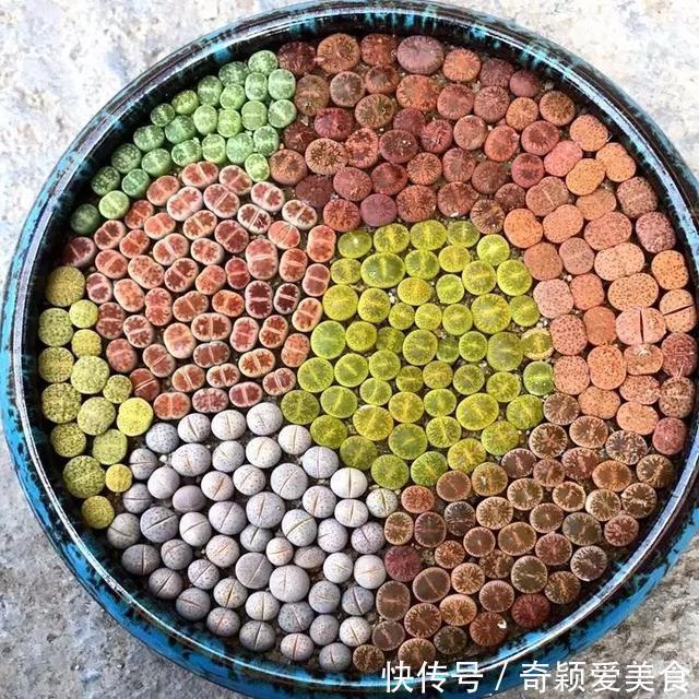 拼盘|多肉拼盘玩一次就上瘾,这些创意拼法,你一定喜欢