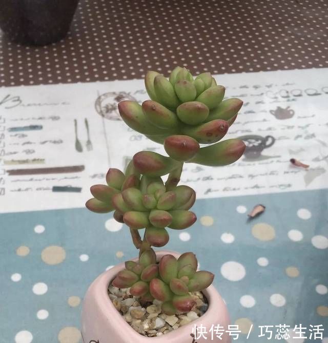 阳台上|想要阳台美美的,那么就来做一个多肉阳台党吧