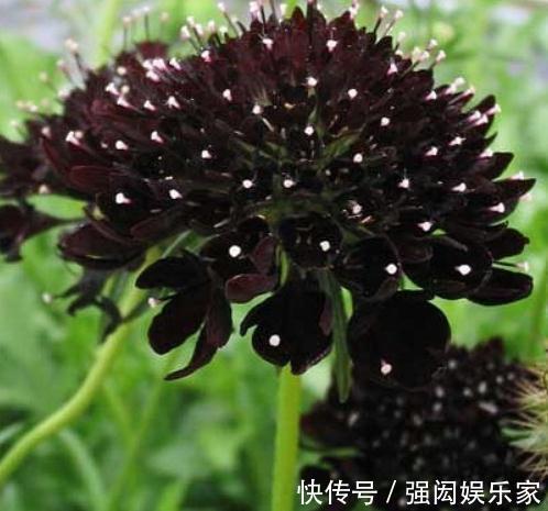 人称“山萝卜”,开起花来,却花大、颜色多,养一盆,四季有花看