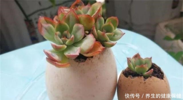 多肉花盆年年买不如换成这种,省钱又实用!多肉花盆年年买不如换成这种,省钱又实用!