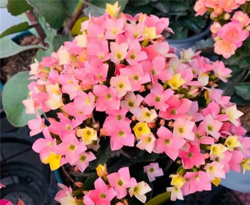  方法|养长寿花，2个方法催催花，花开一簇簇，好看又喜庆