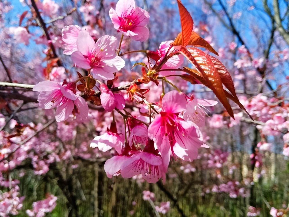 普者黑的冬樱花已悄悄绽放