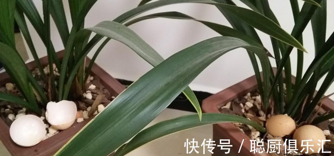 养花肥不用买，教你自制氮磷钾肥，操作简单方便，效果好