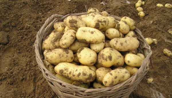 国家|我国最烂大街的食物,非洲人吃不起,印度人不够吃