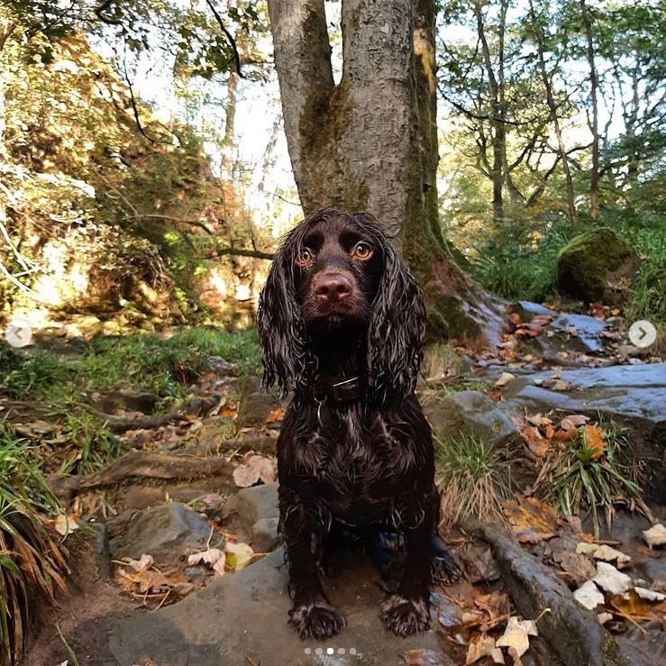针管笔$全球最抠女画家,用针管笔惊艳世界,这细节和线条让人惊叹不已!