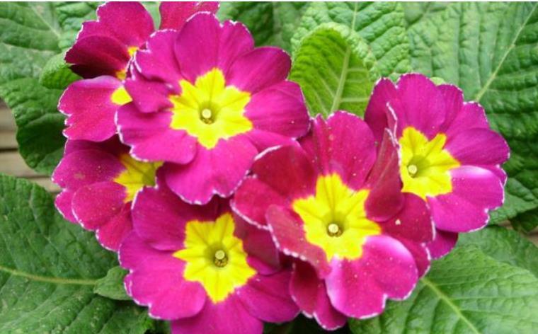 “3种花”是懒人的最爱,有阳光就爆盆,美爆了