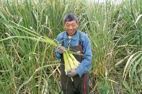 野生的水塘里一长一大片，拔下就能生吃，市场上5元一斤