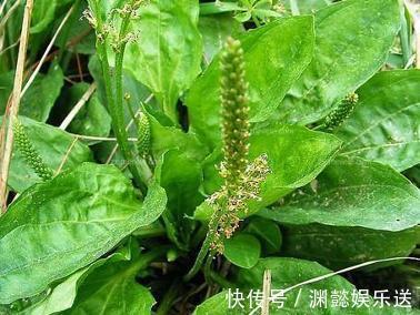 妙用|一味车前草,治病有奇效!9大顶级妙用,能治9种病症,不可不知!