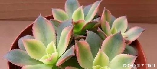 温度|如何让多肉变成糖果色?从4方面下功夫,个个不再带“菜色”